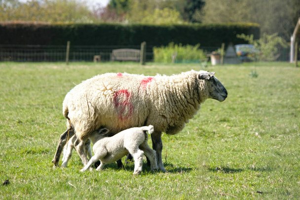 彼らの母春子羊 - 写真・画像