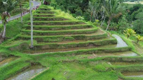 Рисовая лестница - Джатилувих Рисовые террасы, Бали, Индонезия - Кадры, видео