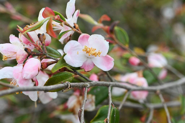 Camellia lutchuensis flowers. Theaceae arbusto siempreverde nativo de Okinawa, Japón. Pequeñas flores blancas fragantes florecen hacia abajo de abril a mayo. - Foto, imagen