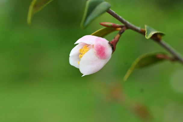 Camellia lutchuensis flowers. Theaceae arbusto siempreverde nativo de Okinawa, Japón. Pequeñas flores blancas fragantes florecen hacia abajo de abril a mayo. - Foto, imagen