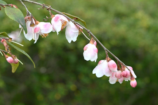 Camellia lutchuensis kukkia. Theaceae ikivihreä pensas kotoisin Okinawa, Japani. Pienet tuoksuvat valkoiset kukat kukkivat alaspäin huhtikuusta toukokuuhun. - Valokuva, kuva