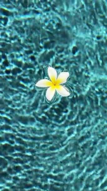 Un unico fiore vibrante galleggia aggraziatamente sulla superficie di una limpida pozza d'acqua. I petali delicati bob delicatamente su e giù, creando increspature nell'acqua calma. - Filmati, video
