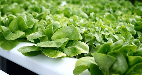Salad farm vegetable green oak lettuce. Close up fresh organic hydroponic vegetable plantation produce green salad hydroponic cultivate farm. Green oak lettuce salad in green Organic plantation Farm - Photo, Image