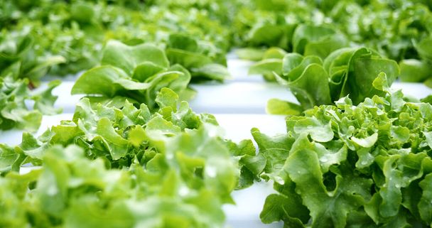Salad farm vegetable green oak lettuce. Close up fresh organic hydroponic vegetable plantation produce green salad hydroponic cultivate farm. Green oak lettuce salad in green Organic plantation Farm - Fotografie, Obrázek