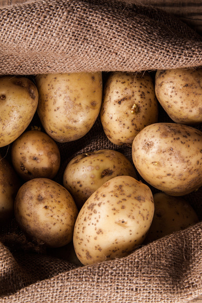 Harvest potatoes in burlap sack - 写真・画像
