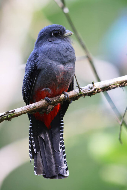 The blue-crowned trogon (Trogon curucui) is a species of bird in the family Trogonidae, the quetzals and trogons. This photo was taken in Colombia. - Photo, Image