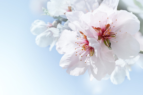 яблони цветут весной - Фото, изображение