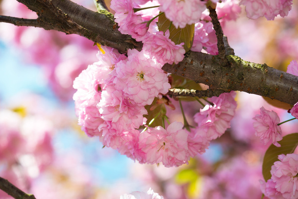 розовый цветок, цветок вишни весной
 - Фото, изображение