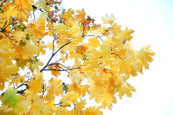 Autumn forest foliage - Foto, Bild