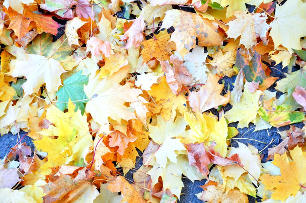 Beautiful yellow leaves - Foto, Bild