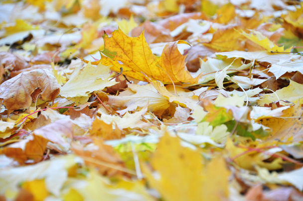 Beautiful yellow leaves - Foto, Imagem