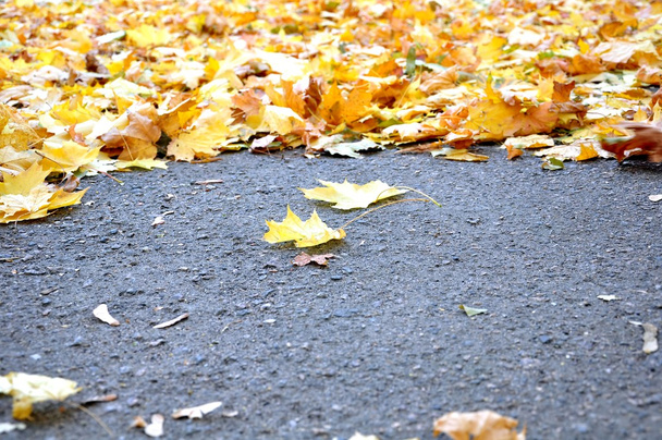 Beautiful yellow leaves - Foto, Bild