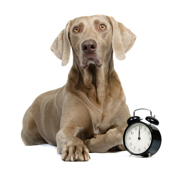 Dog and alarm clock - 写真・画像