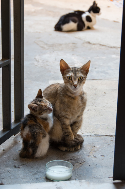Gatos selvagens nos becos de Ortigia, Siracusa, Sicília, Itália
 - Foto, Imagem