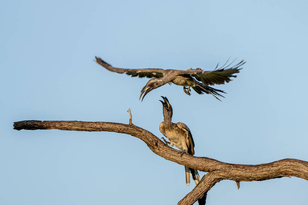 African grey hornbill (Lophoceros nasutus) males fighting in the first warm light of the day in Mahango National Park in the Caprivi Strip in Namibia - Photo, Image