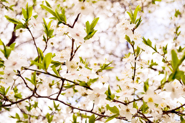 Kwitnienia drzew - Zdjęcie, obraz