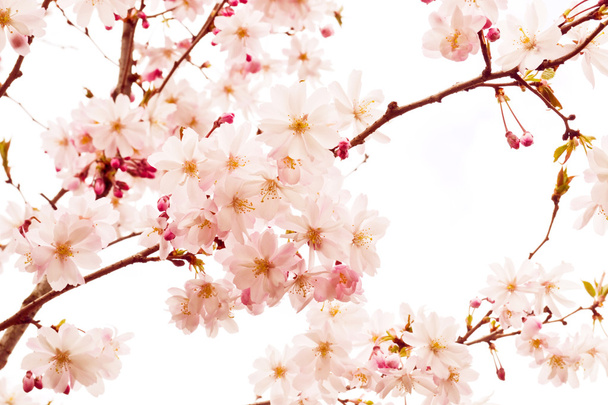 Flores de cerezo - Foto, imagen