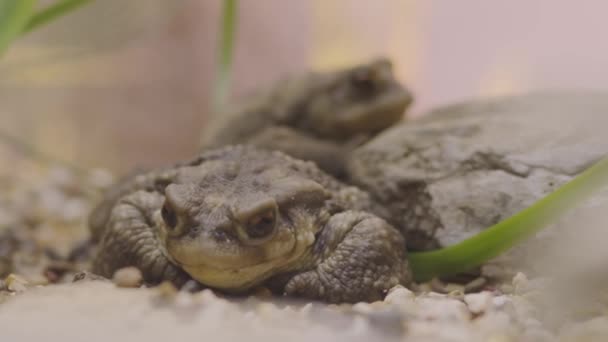 Großaufnahme von zwei Kröten, die im Glasbecken des Zoos sitzen. Selektiver Fokus auf Frosch im Aquarium.  - Filmmaterial, Video