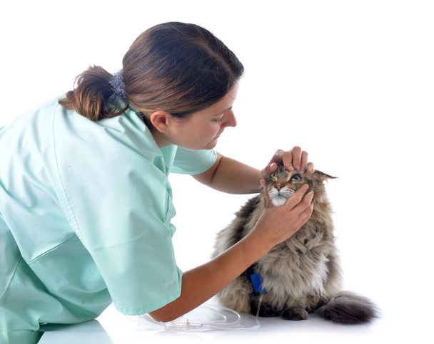 retrato de un pura raza maine coon gato y veterinario
 - Foto, Imagen