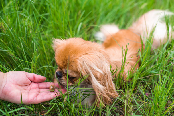 Dekorative Hunderasse des Pekinese-Hundes in der Natur. Schöne flauschige Doggo Outdoor-Porträt - Foto, Bild