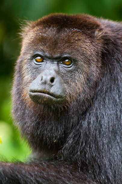 ουρλάζων μαϊμού 2 - Φωτογραφία, εικόνα