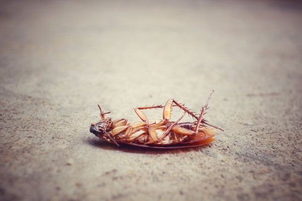 Κατσαρίδα - Φωτογραφία, εικόνα