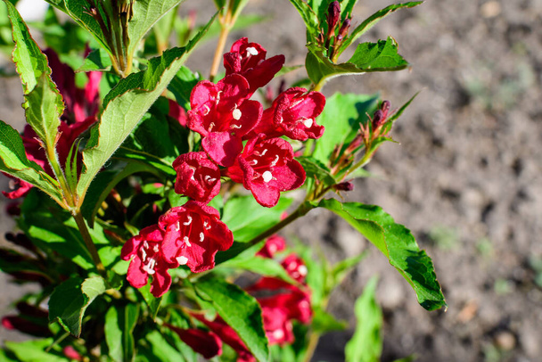 Zblízka živé tmavě červené rostliny Weigela florida s květinami v plném květu v zahradě v slunečném jarním dni, krásné venkovní květinové pozadí fotografované s měkkým ostřením - Fotografie, Obrázek