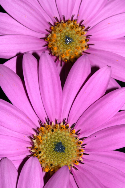 A Pink African Daisy Flower with Petals on Black Background - Photo, Image