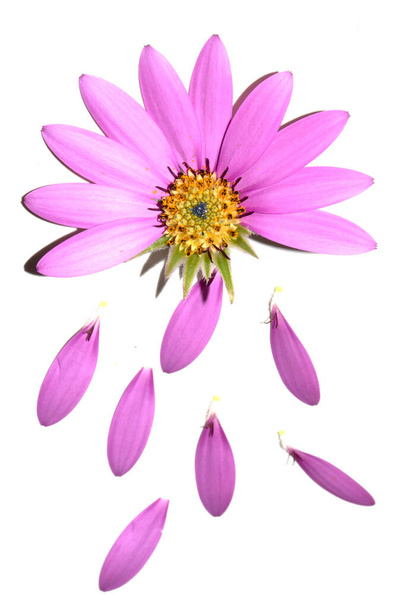 Una flor de margarita africana rosa con pétalos que caen volando sobre fondo blanco - Foto, imagen