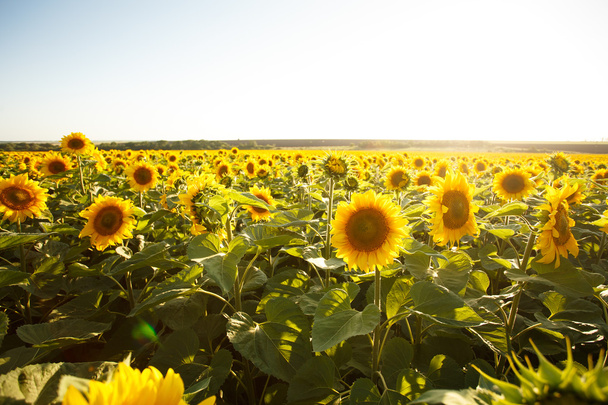 The field of sunflowers - Photo, Image