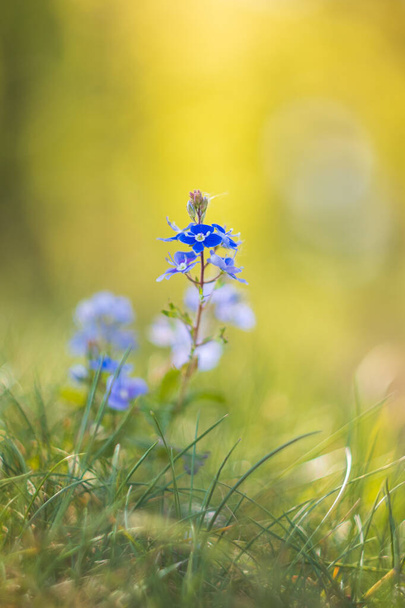 Germander speedwell, veronica chamaedrys planta en la luz de la mañana. Macro primavera flor checa - Foto, imagen