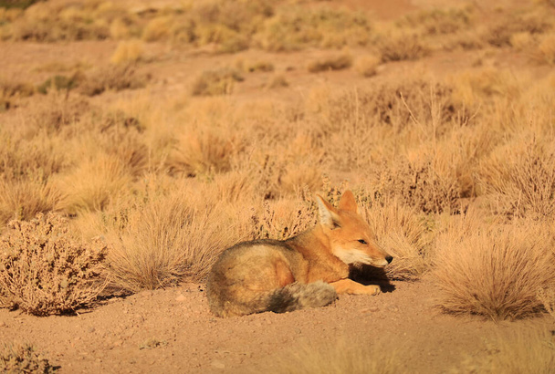 アタカマ砂漠のイチュウグラスフィールド,ロスフラメンコス国立保護区,チリ北部,南アメリカで愛らしいアンデスフォックスサンバイシング - 写真・画像