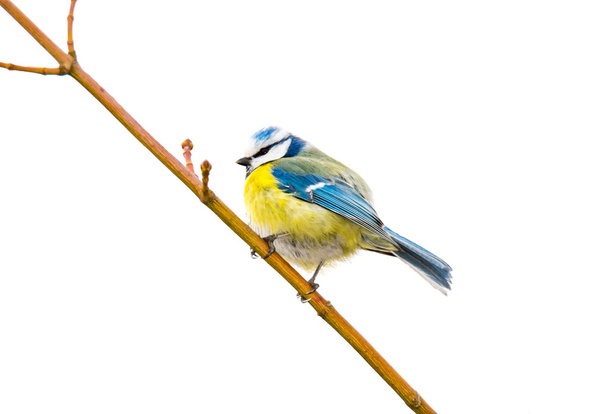 Απομονωμένη μπλε Tit πουλί - Φωτογραφία, εικόνα