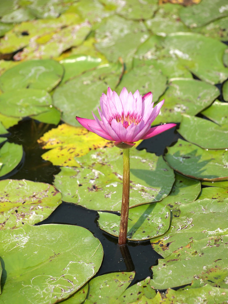 Hermoso fondo de loto rosa
 - Foto, imagen