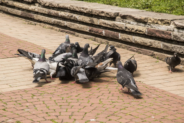 都市の灰色のフェラルハトの群れ 市立公園の閉鎖で餌を与える - 写真・画像
