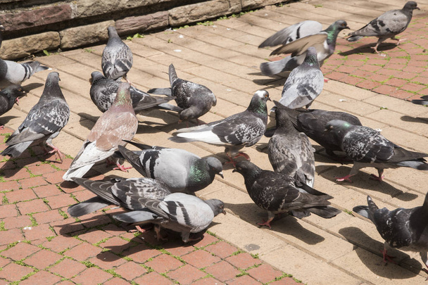 Hejno městských šedých divokých holubů krmících se v městském parku - Fotografie, Obrázek