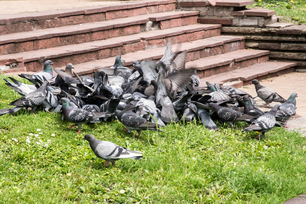Schwarm urbaner grauer Wildtauben füttert sich in Großaufnahme im Stadtpark - Foto, Bild