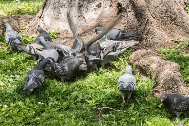 Стая городских серых диких голубей, кормящихся в городском парке крупным планом - Фото, изображение