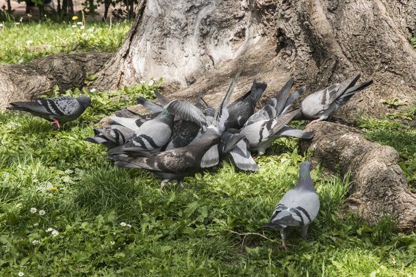 Flock of urban grey feral pigeons feeding in city park closeup - Photo, Image