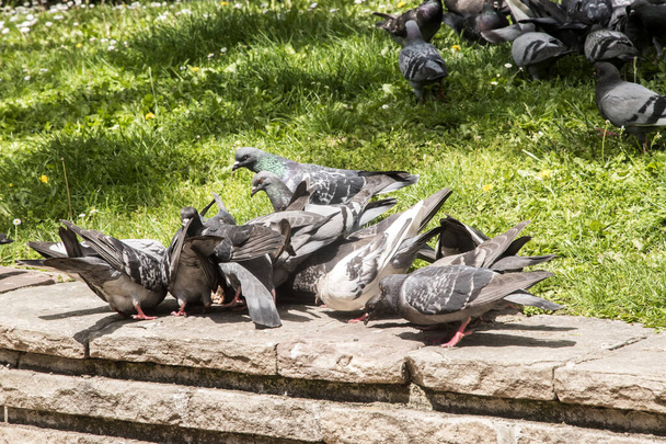 Rebanho de pombos selvagens cinzentos urbanos que se alimentam no parque da cidade - Foto, Imagem