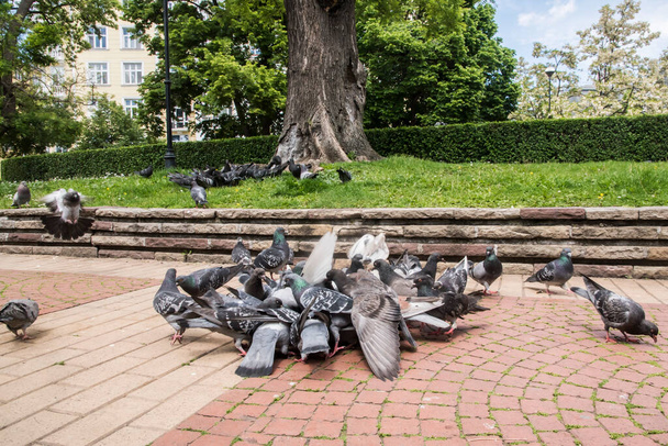 Rebanho de pombos selvagens cinzentos urbanos que se alimentam no parque da cidade - Foto, Imagem