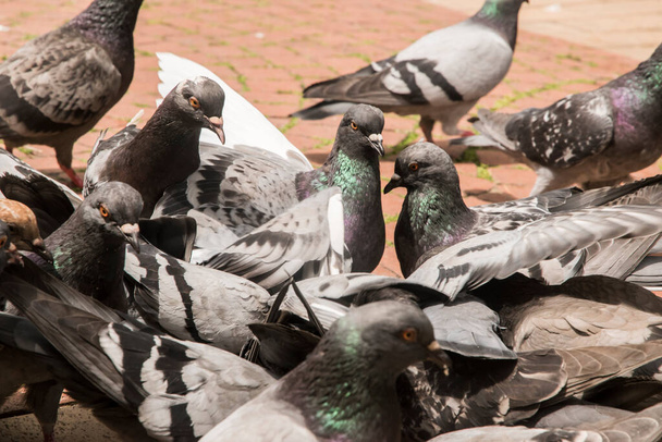 Városi szürke, vadon élő galambok állománya táplálkozik a városi park közelségében - Fotó, kép