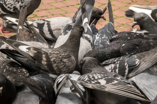 Flock of urban grey feral pigeons feeding in city park closeup - Photo, Image
