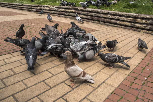 Стая городских серых диких голубей, кормящихся в городском парке крупным планом - Фото, изображение