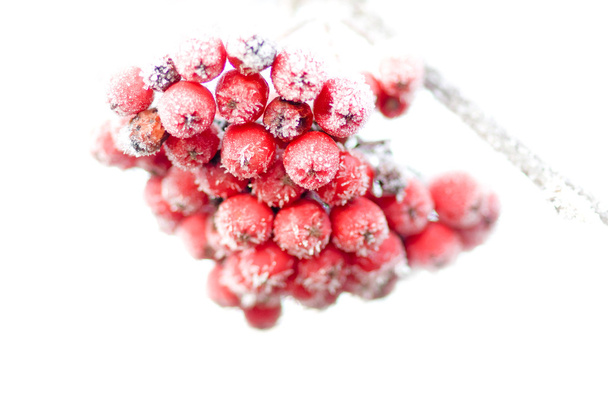 Frozen rowan berries - Photo, Image