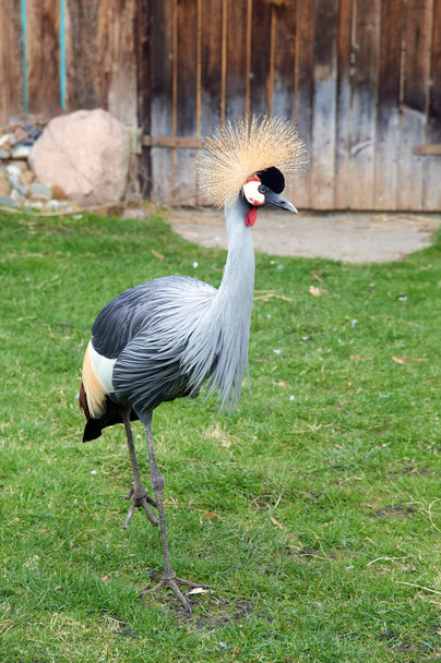 Grey crowned crane - Foto, immagini