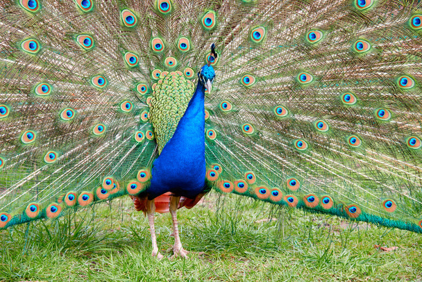 Peacock - 写真・画像