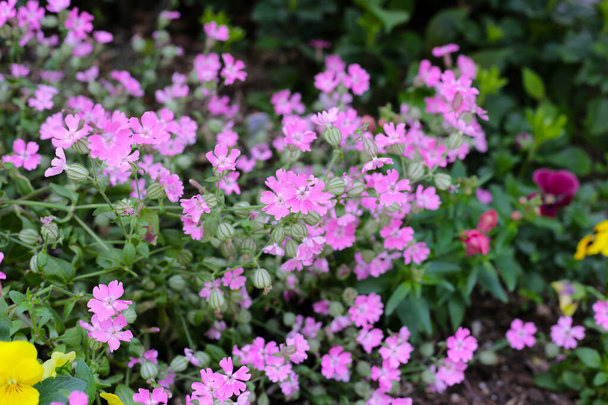 Розовый цветок маятника тилена в саду - Фото, изображение