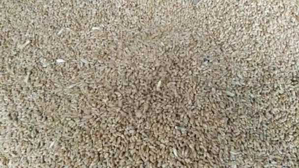 Cereali di grano che cadono, ingredienti alimentari crudi. Cereali di grano che cadono dall'alto in un mucchio di grano - Filmati, video
