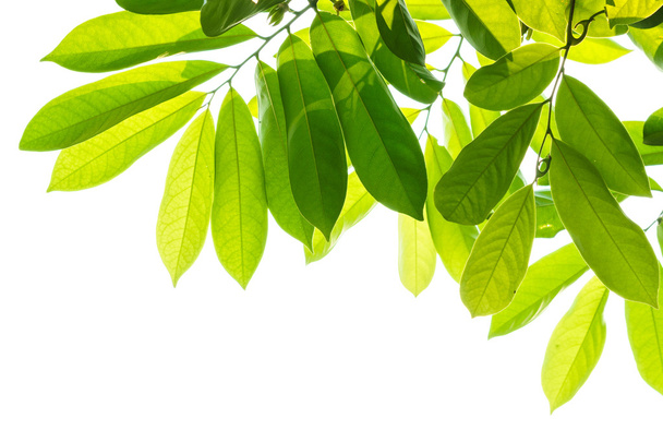 Зеленые листья на белом фоне - Фото, изображение
